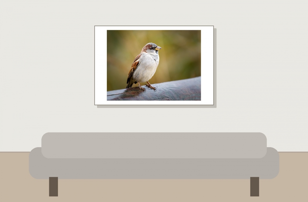 House Sparrow in 20251201 — 60 × 40 cm