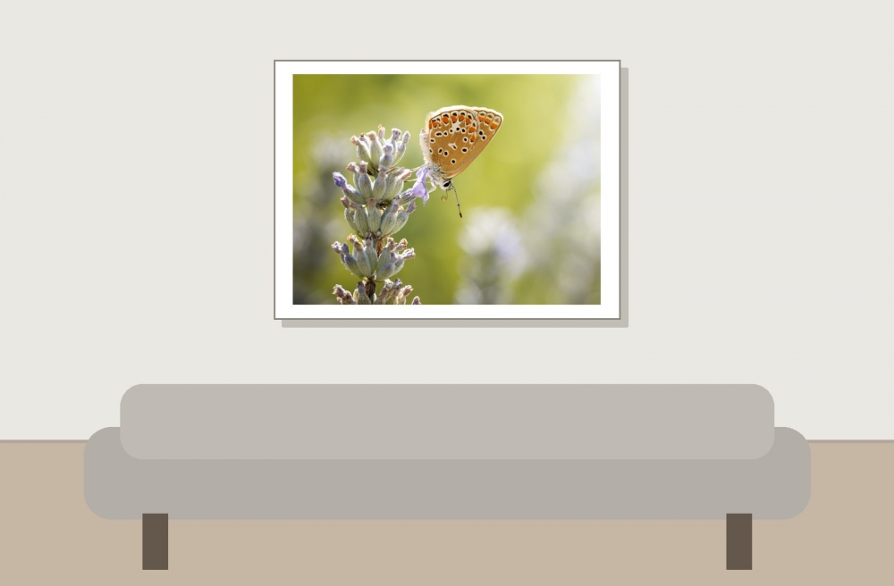 Common Blue Butterfly in Cheny — 40 × 30 cm