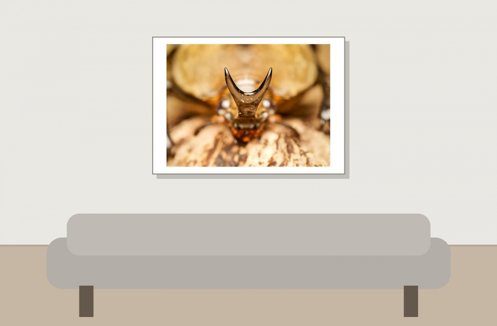 Megasoma Anubis — 20251026 — 70 × 50 cm