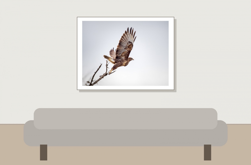 Common Buzzard in 20251204 — 40 × 30 cm