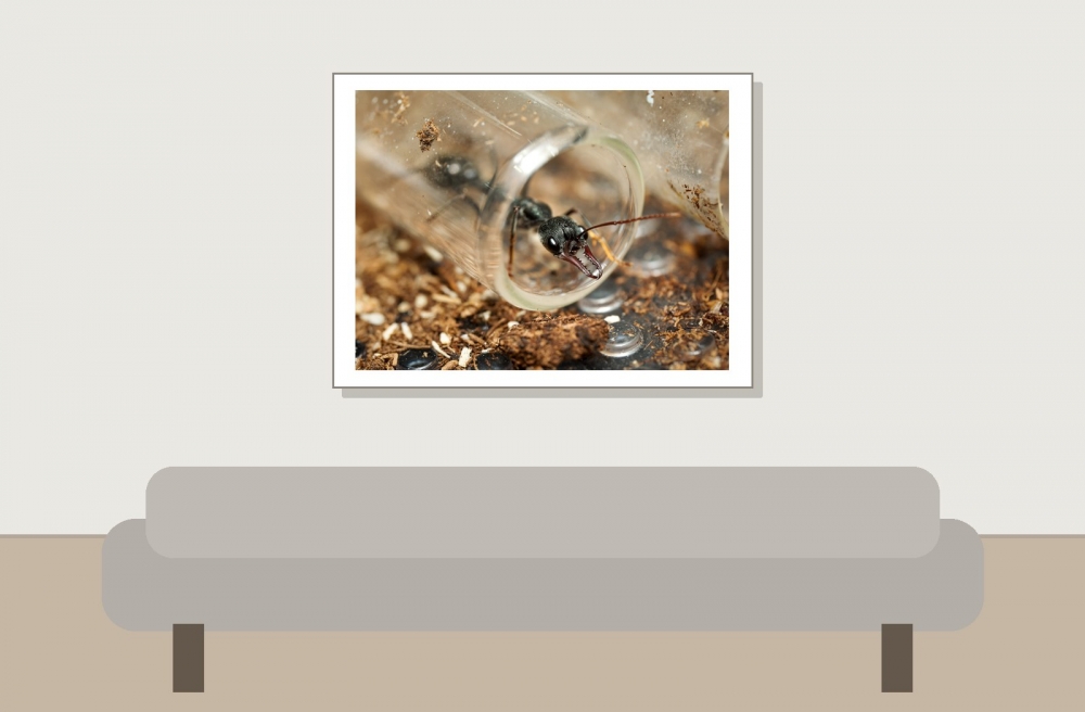Myrmecia Pyriformis — 20251115-2025-11-15 — 40 × 30 cm