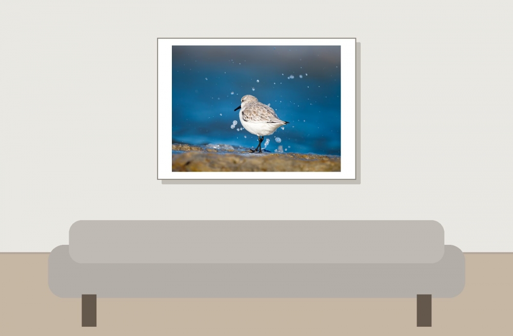 Calidris Alba — 20251205 — 70 × 50 cm