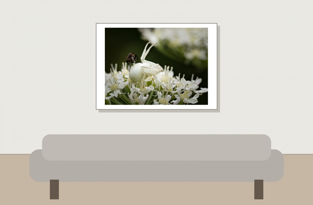 Misumena Vatia — 20250722 — 70 × 50 cm