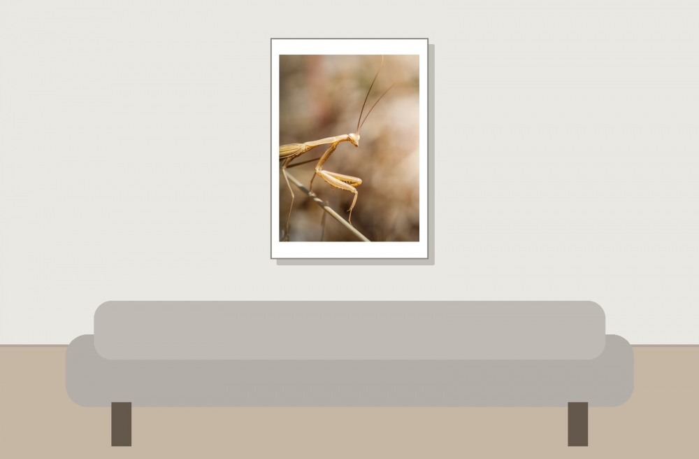 European Praying Mantis in Cheny — 50 × 70 cm
