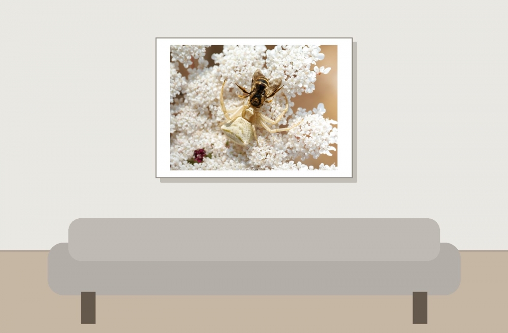 Misumena Vatia X Apis Mellifera — Venoy — 70 × 50 cm
