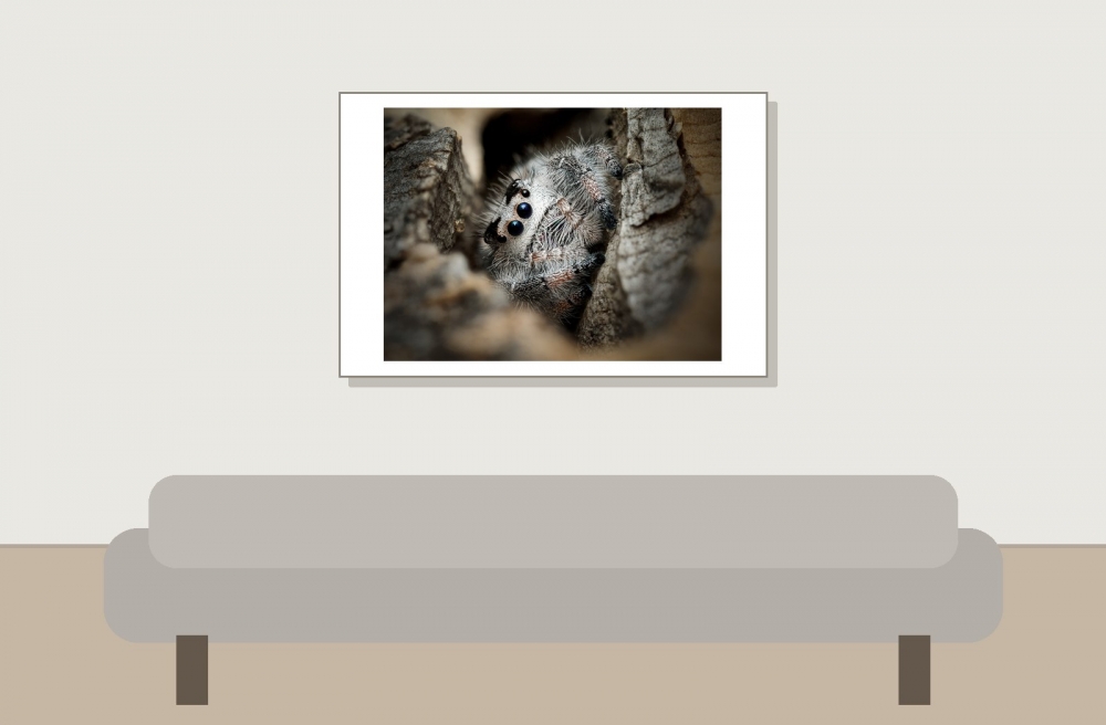 Landscape of Phidippus Regius Apalachicola — 60 × 40 cm
