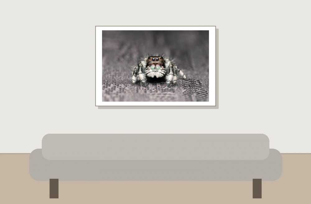 Landscape of 20250124,25-Jade Phidippus Regius Apalachicola — 60 × 40 cm