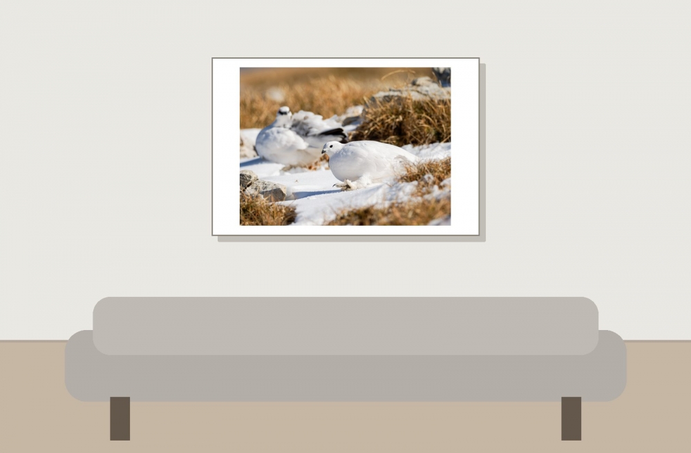 Lagopus Muta 180 — Saint-Agnan-en-Vercors — 60 × 40 cm