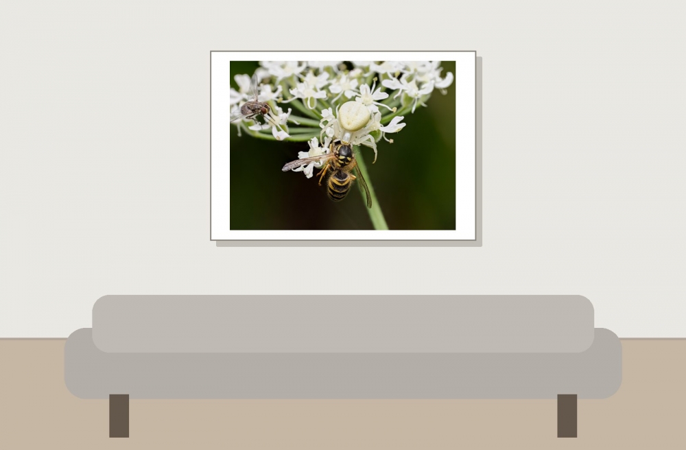 Misumena Vatia — 20250722 — 70 × 50 cm