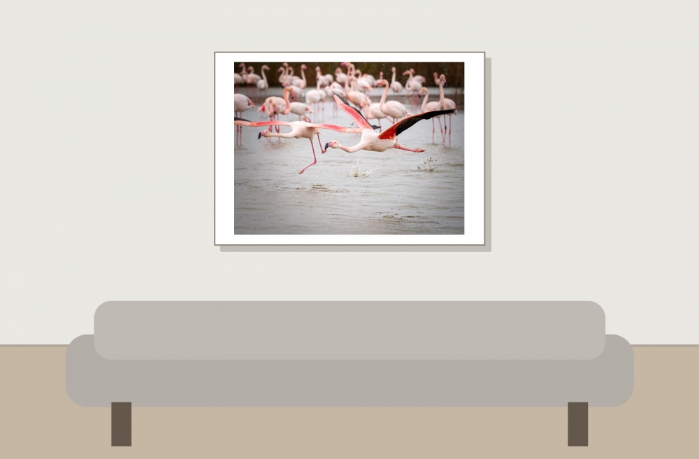 Phoenicopterus Roseus — 20251201 — 70 × 50 cm