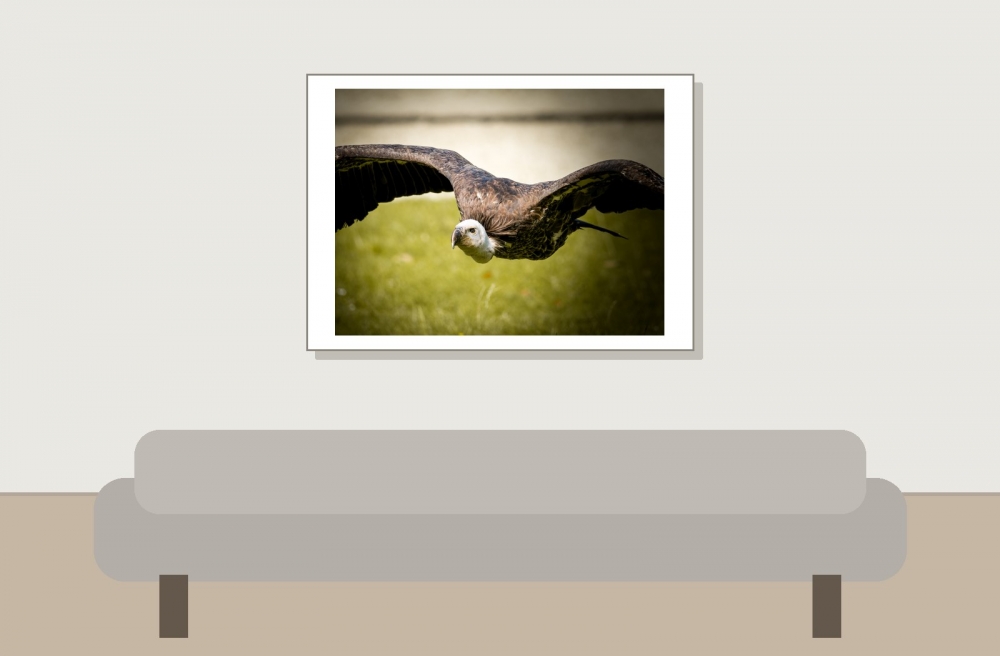 Gyps Fulvus — 20251014 — 70 × 50 cm