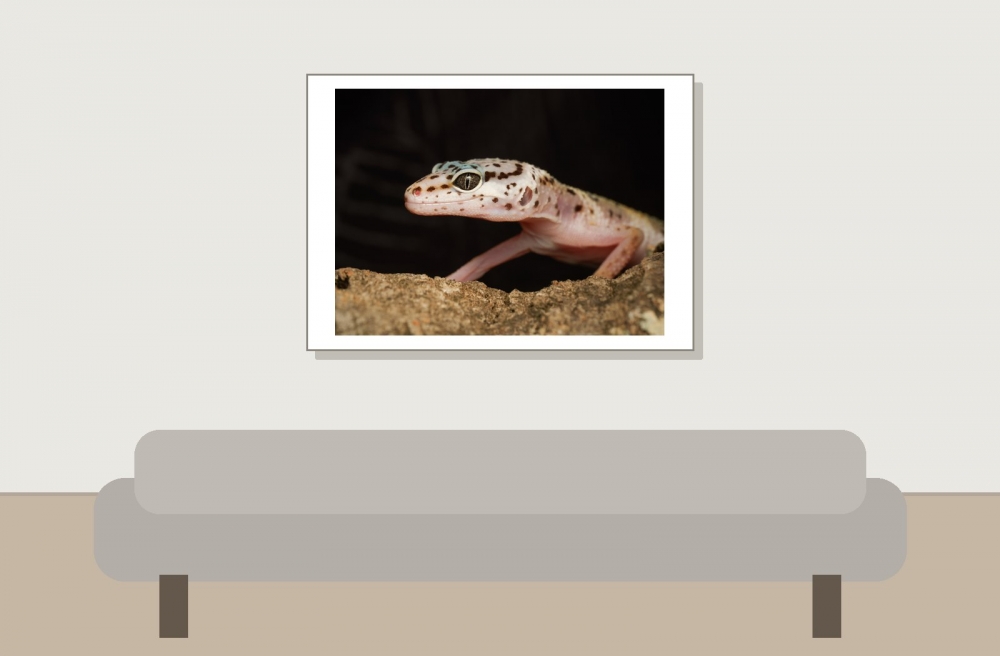 Eublepharis Macularius — 20251114-2025-11-15 — 70 × 50 cm