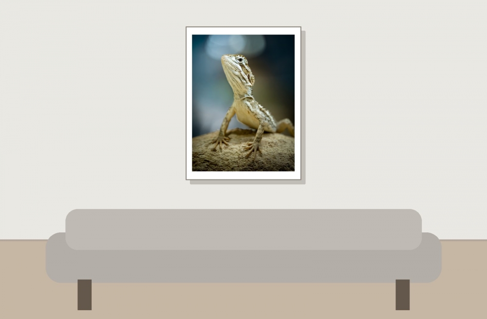 Pogona Henrylawsoni — 20251115-2025-11-15 — 30 × 40 cm