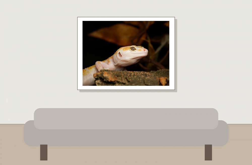 Eublepharis Macularius — 20251114-2025-11-15 — 40 × 30 cm