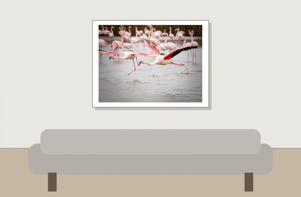 Phoenicopterus Roseus — 20251201 — 40 × 30 cm