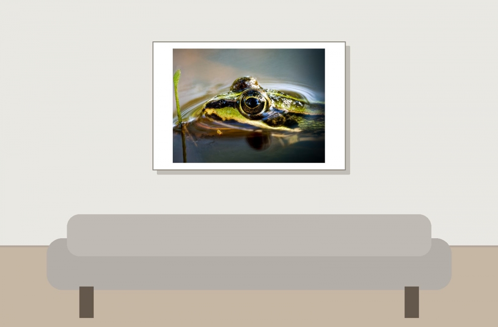 Water Frog in Mézières-en-Brenne — 60 × 40 cm