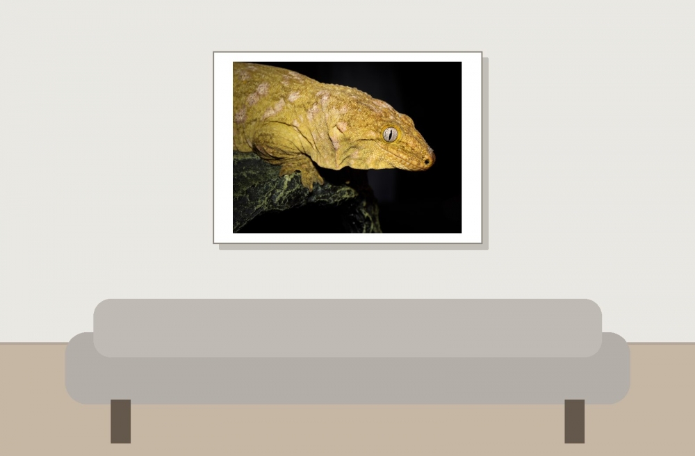 Rhacodactylus Leachianus — 20251115-2025-11-15 — 70 × 50 cm