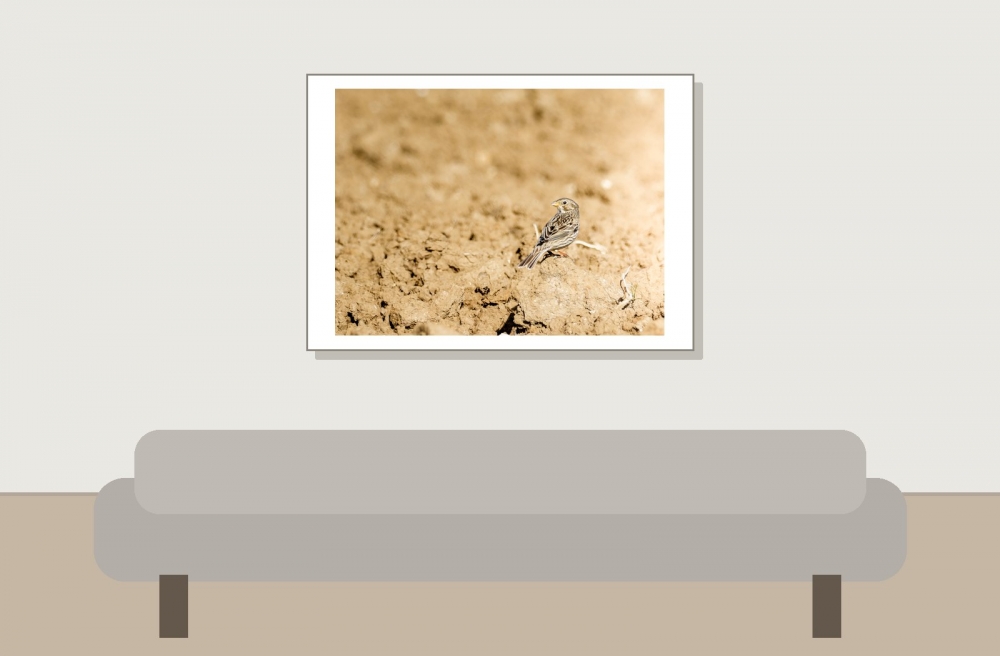 Emberiza Calandra — Migennes 