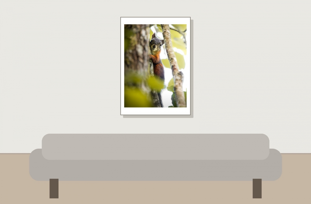 Sciurus Vulgaris — Le Frasnois — 50 × 70 cm