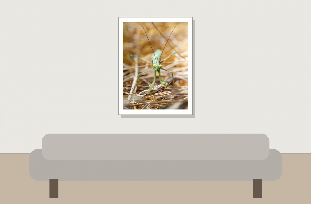 European Praying Mantis in Venoy — 30 × 40 cm