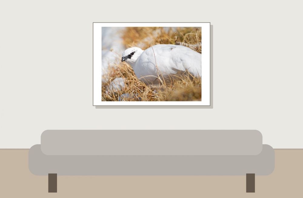 Lagopus Muta 083 — Saint-Agnan-en-Vercors — 70 × 50 cm