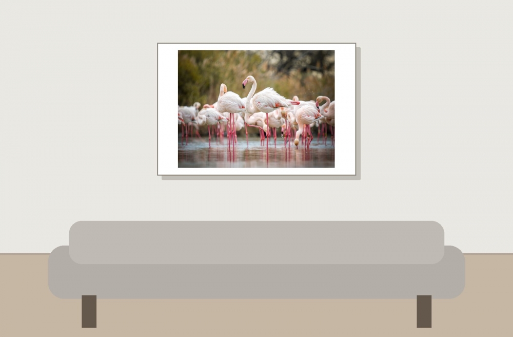 Phoenicopterus Roseus — 20251201 — 60 × 40 cm