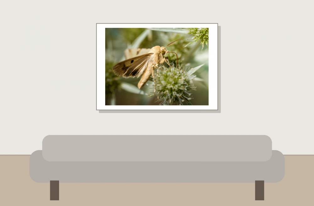 Heliothis Peltigera — Venoy — 70 × 50 cm