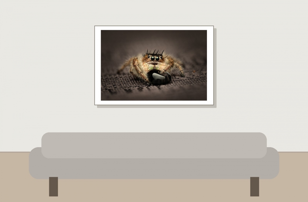 Tronc Turquoise — 20250124,25-MARVIN Phidippus Regius Okeechobee — 60 × 40 cm