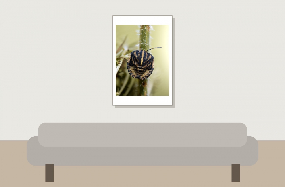 Striped Shield Bug in Frasne — 40 × 60 cm