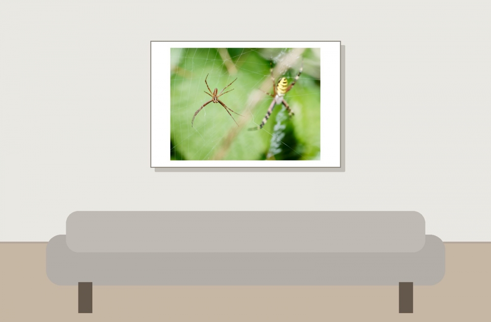 Wasp Spider in 20250722 — 60 × 40 cm
