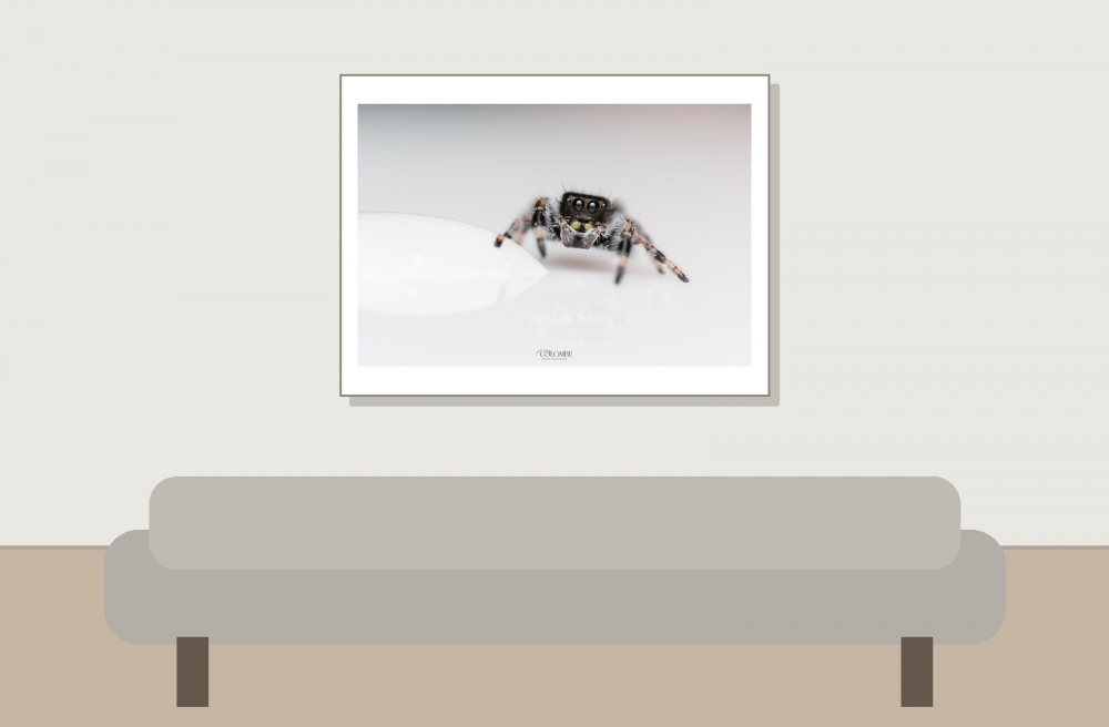20250124,25 L5 Phidippus Regius Bahamas — 40 × 30 cm