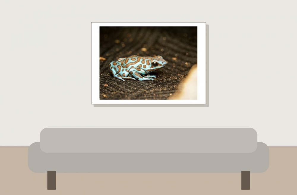 Dendrobates Auratus — 20251115-2025-11-15 — 70 × 50 cm