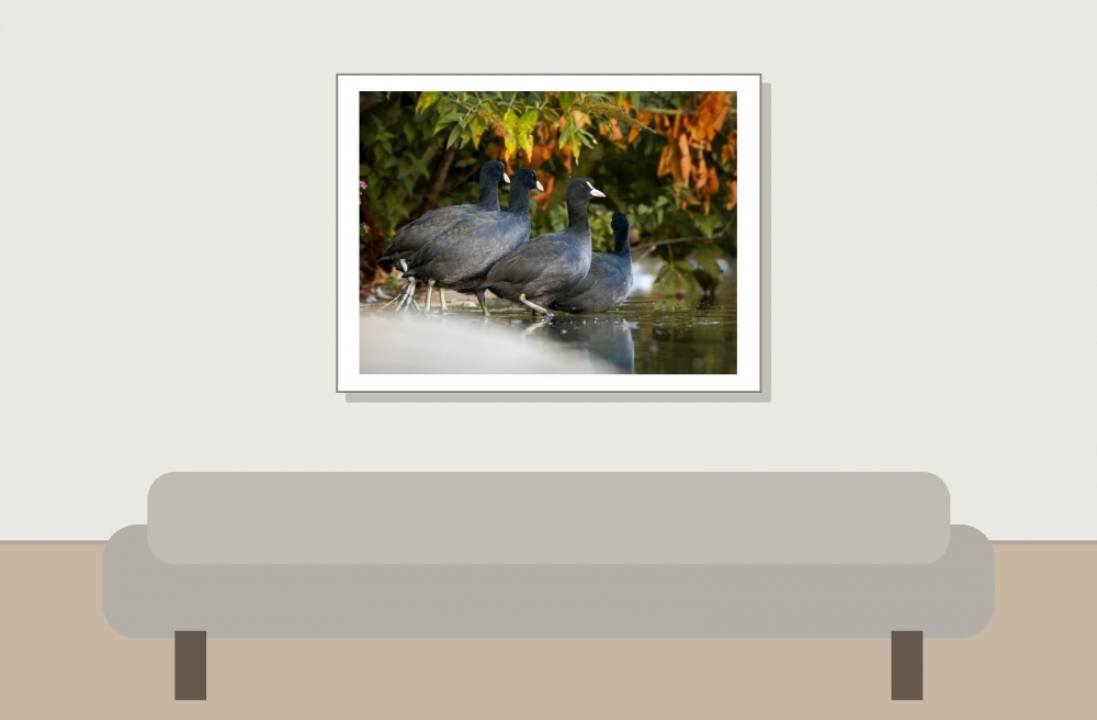 Fulica Atra — Bois de Boulognes — 40 × 30 cm