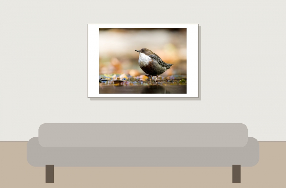 White-throated Dipper in Menétrux-en-Joux — 60 × 40 cm