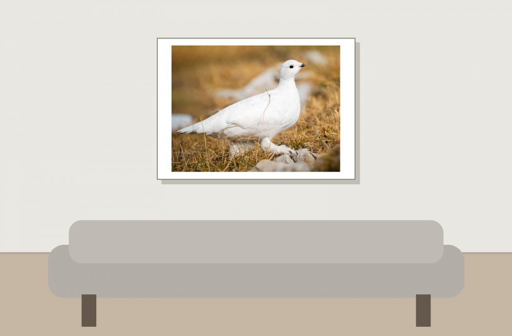 Lagopus Muta 217 — Saint-Agnan-en-Vercors — 70 × 50 cm