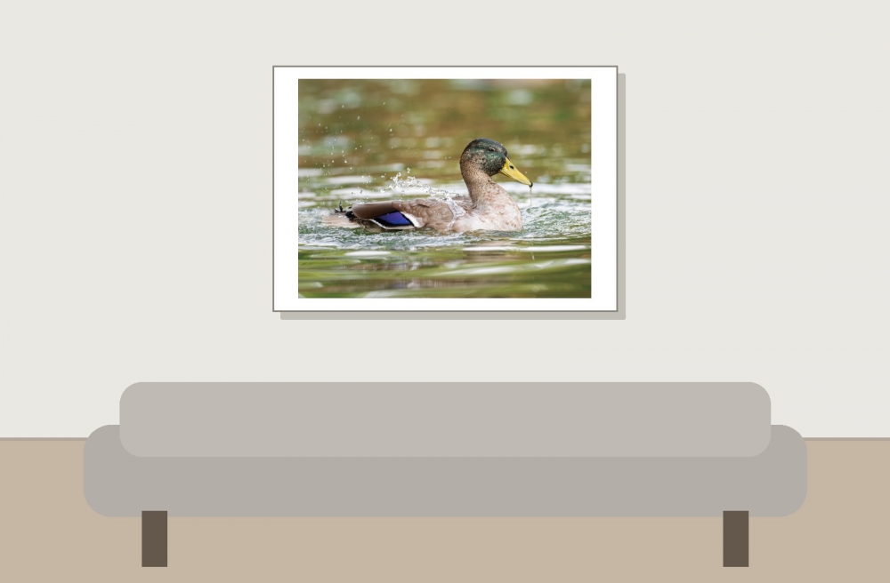 Anas Platyrhynchos — Bois de Boulognes — 70 × 50 cm