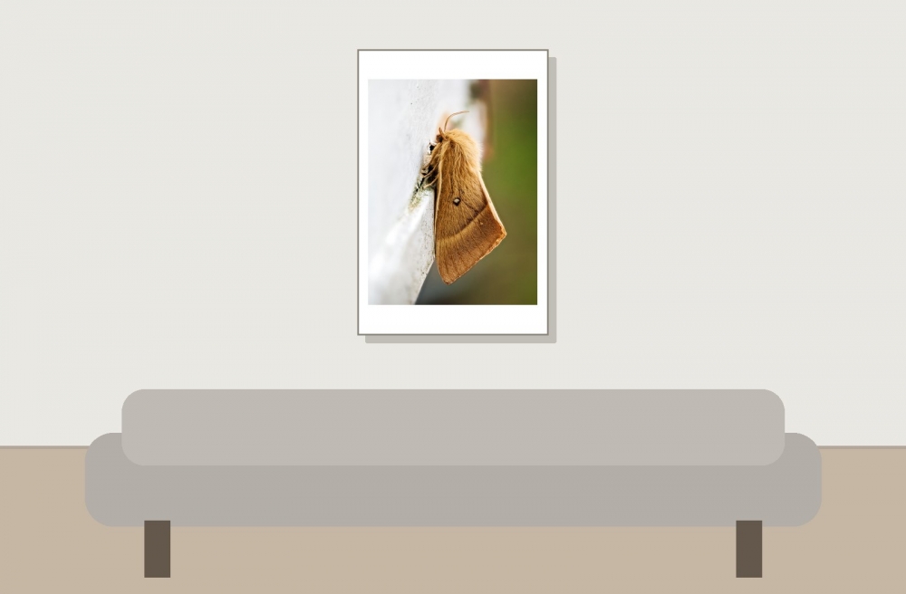Lasiocampa Quercus — Cheny — 40 × 60 cm