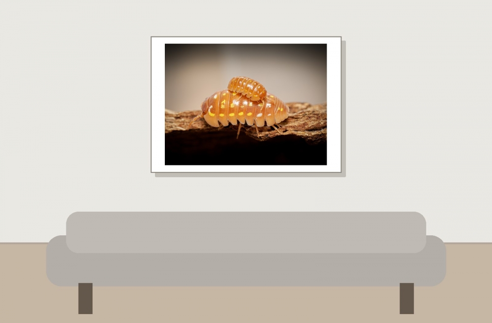 Armandillidium Frontetriangulum Corfu Orange — 70 × 50 cm