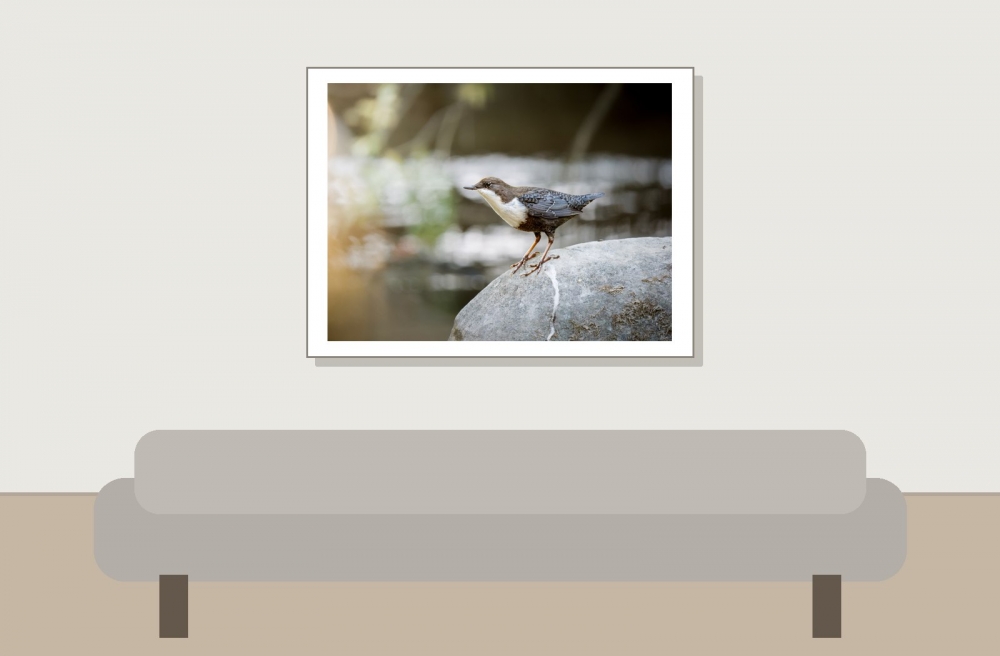 White-throated Dipper in Les Planches-en-Montagne — 40 × 30 cm