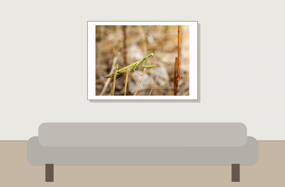 European Praying Mantis in Cheny — 70 × 50 cm