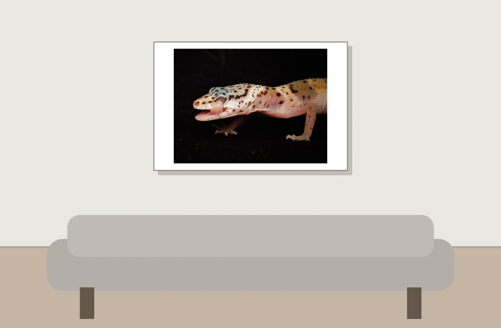 Eublepharis Macularius — 20251114-2025-11-15 — 60 × 40 cm