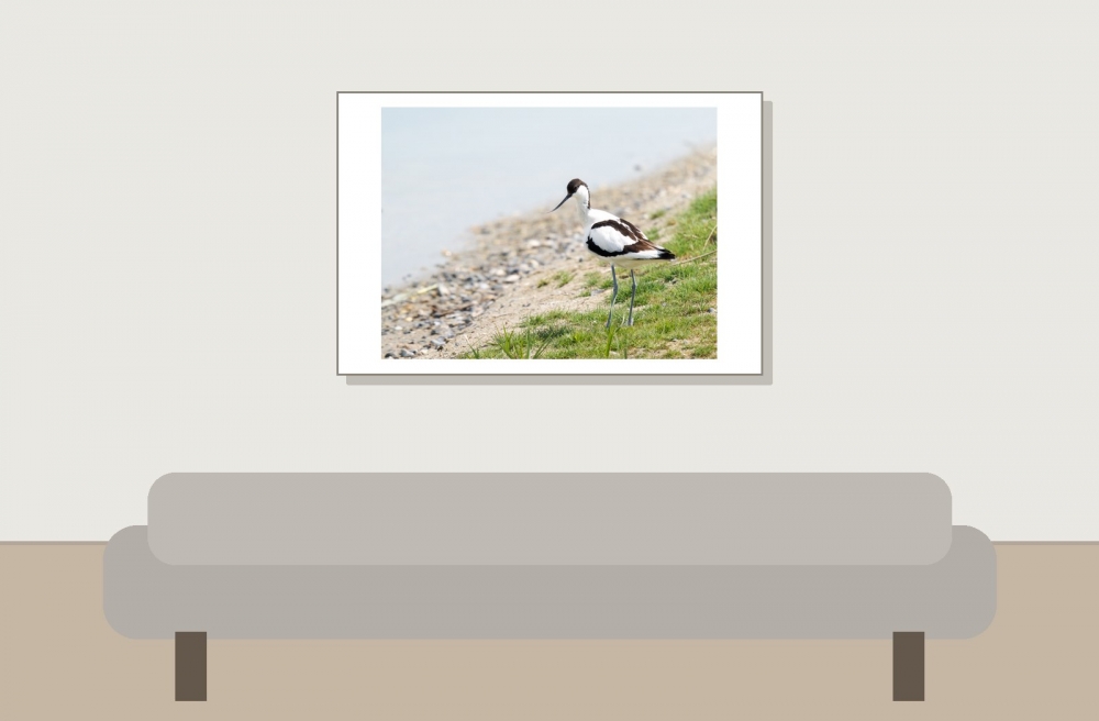 Recurvirostra Avosetta — 20250518 — 60 × 40 cm