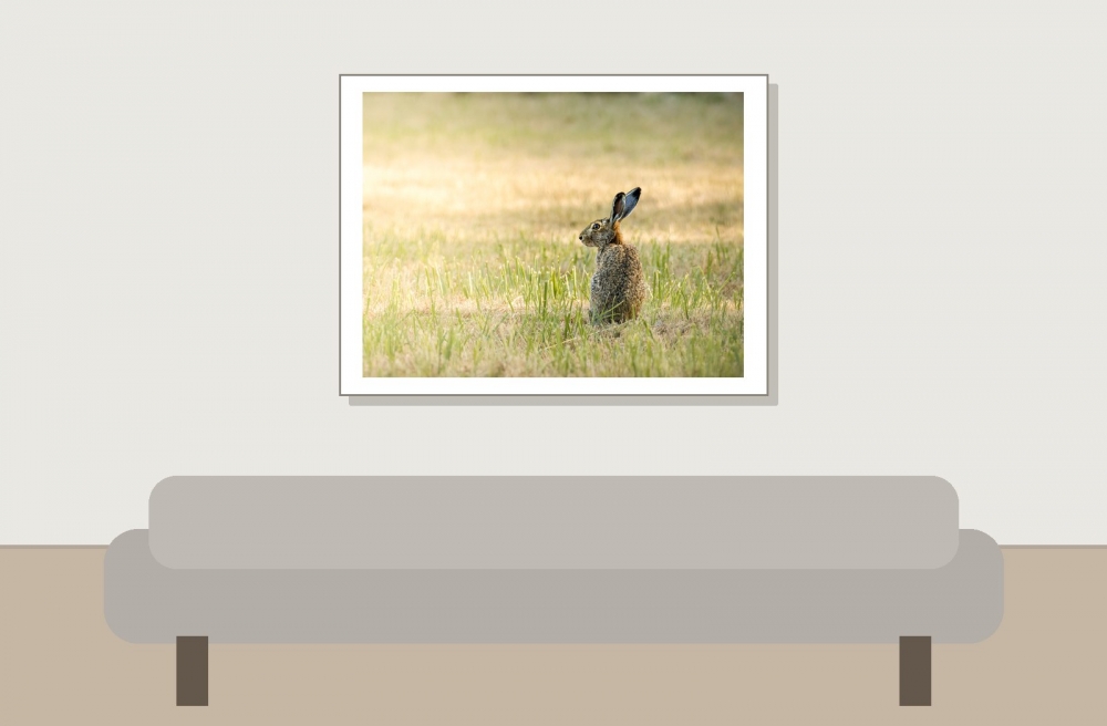 Lepus Europaeus — Rosnay — 40 × 30 cm
