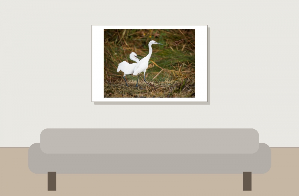 Larus Michahellis — 20251201 — 60 × 40 cm