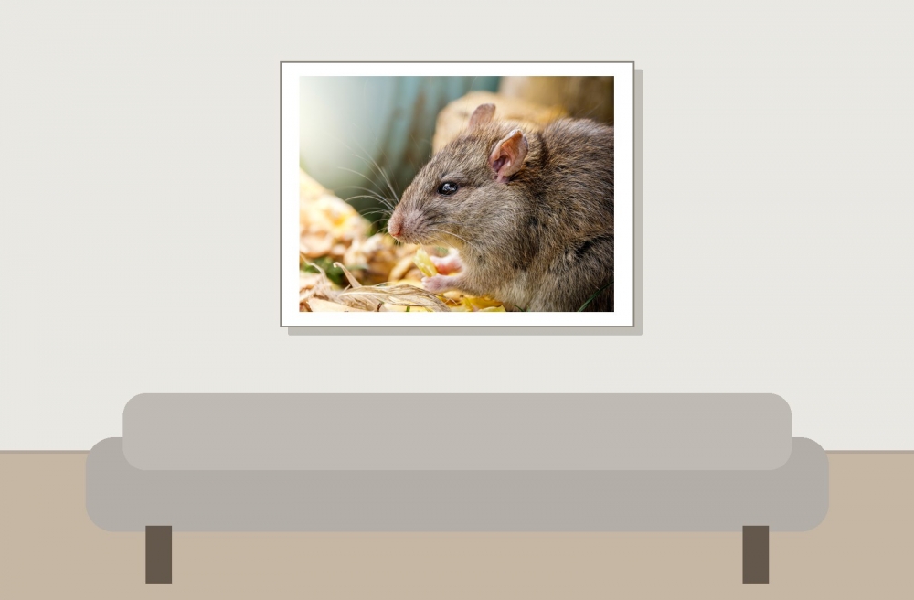 Rattus Norvegicus — Lisbonne 