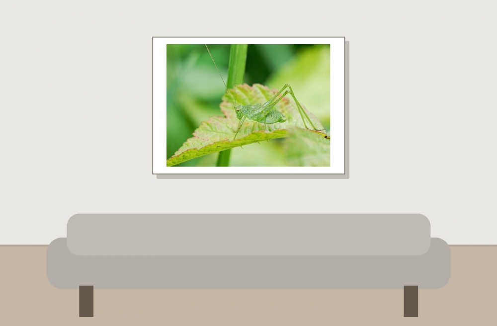 Leptophyes Punctatissima — 20250722 — 70 × 50 cm