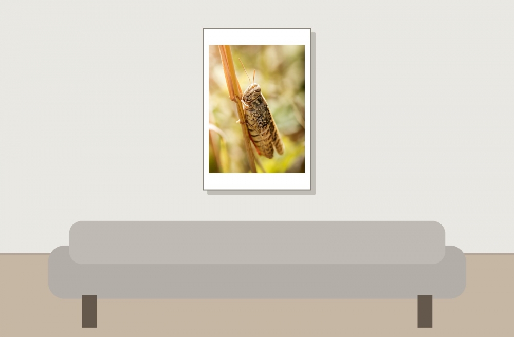 Calliptamus Spec — Cheny — 40 × 60 cm