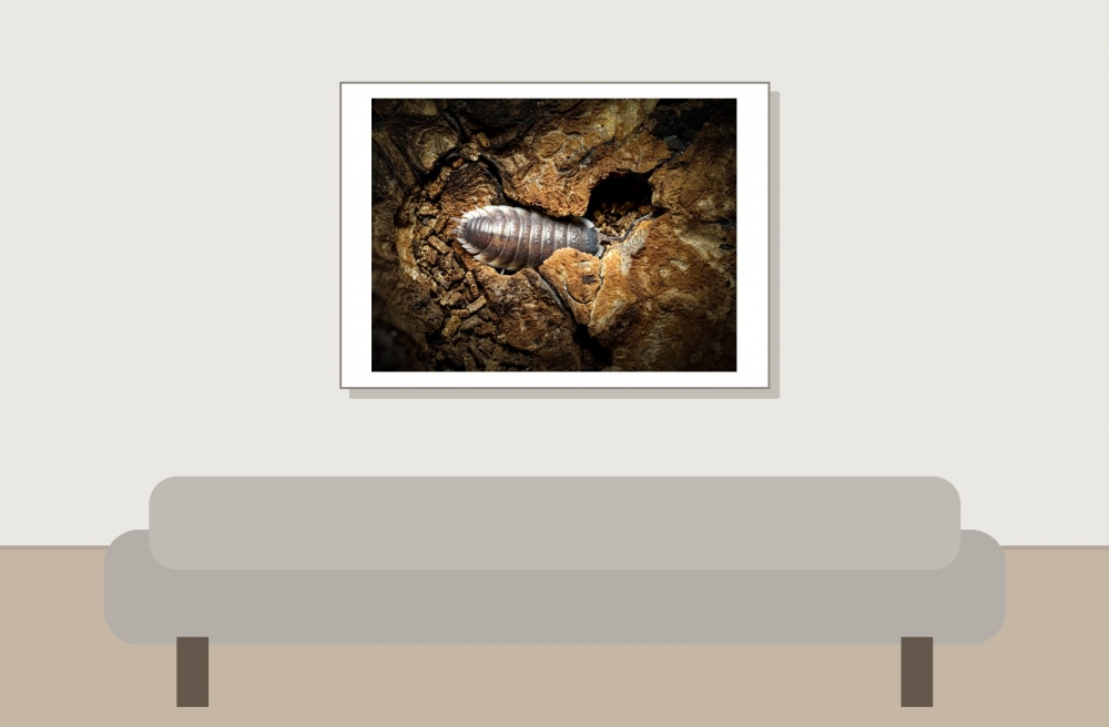 Porcellio Hoffmannseggi — 70 × 50 cm