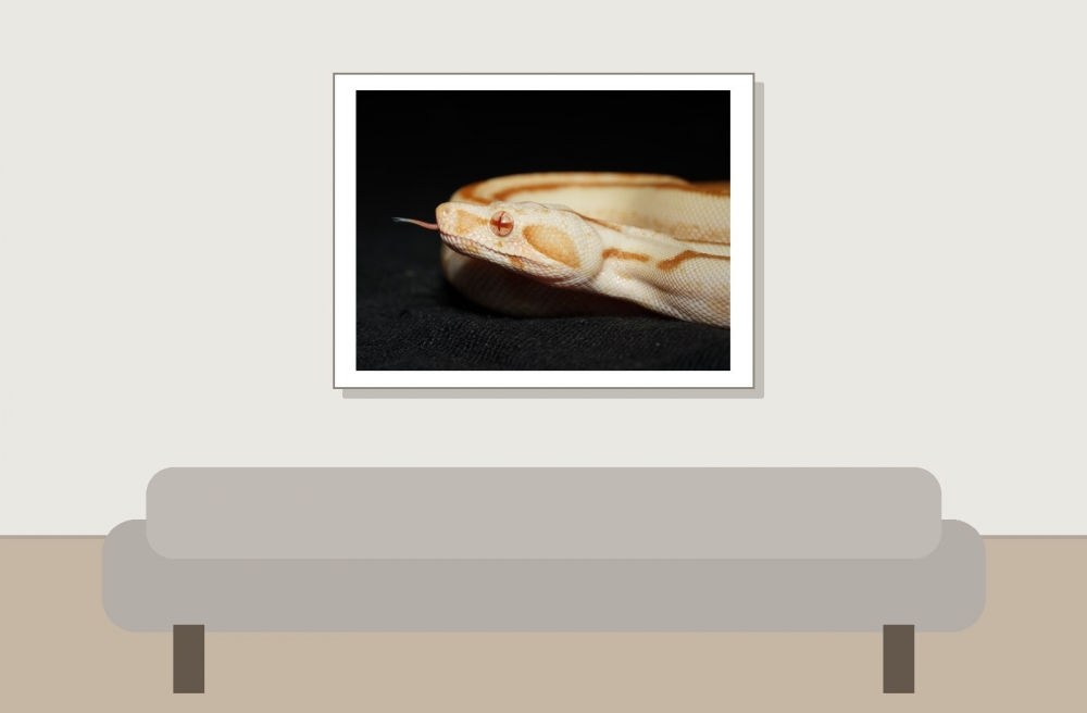 Boa Constrictor — 20251115-2025-11-15 — 40 × 30 cm