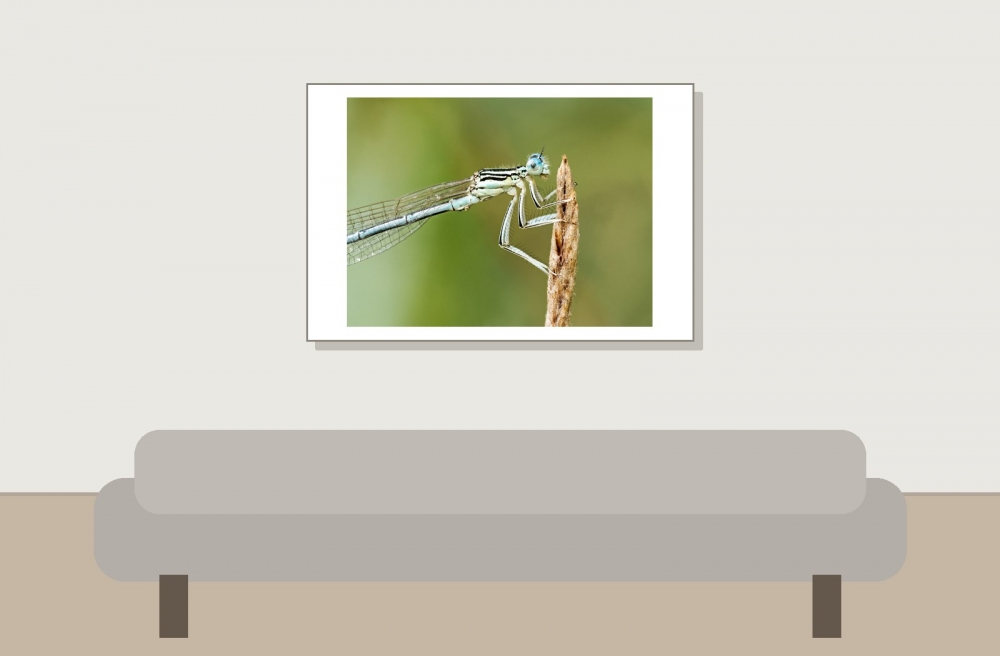 Platycnemis Pennipes — 20250722 — 60 × 40 cm